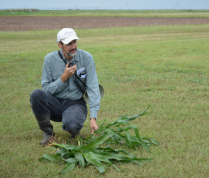 Texas A&M AgriLife Extension Agronomist Calvin Trostle presented sorghum plant samples from the Texas Tech University Research fields to the workshop attendees.