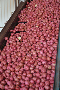 The potatoes are on the conveyor belt that will take them inside the packing facility to the Odenberg Machine for sorting.