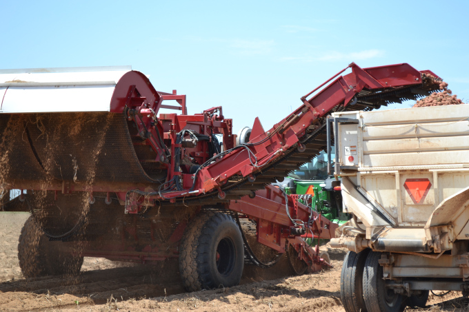 Harvest is in full swing at Springlake Potatoes, Inc.