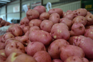 These potatoes have been sorted and now await packaging.
