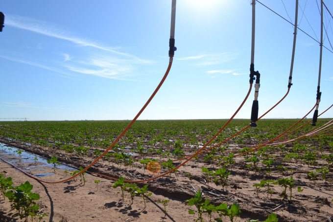 Dragon-Line being tested on Glen Schur's farm.