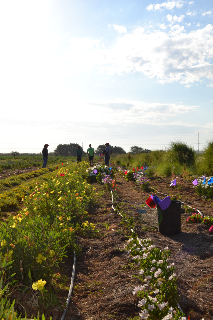 Attendees using flags to stick next to their first, second and third favorite plants throughout the McKenney area.