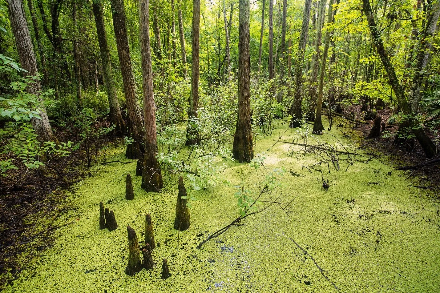 Image Source: National Park Foundation