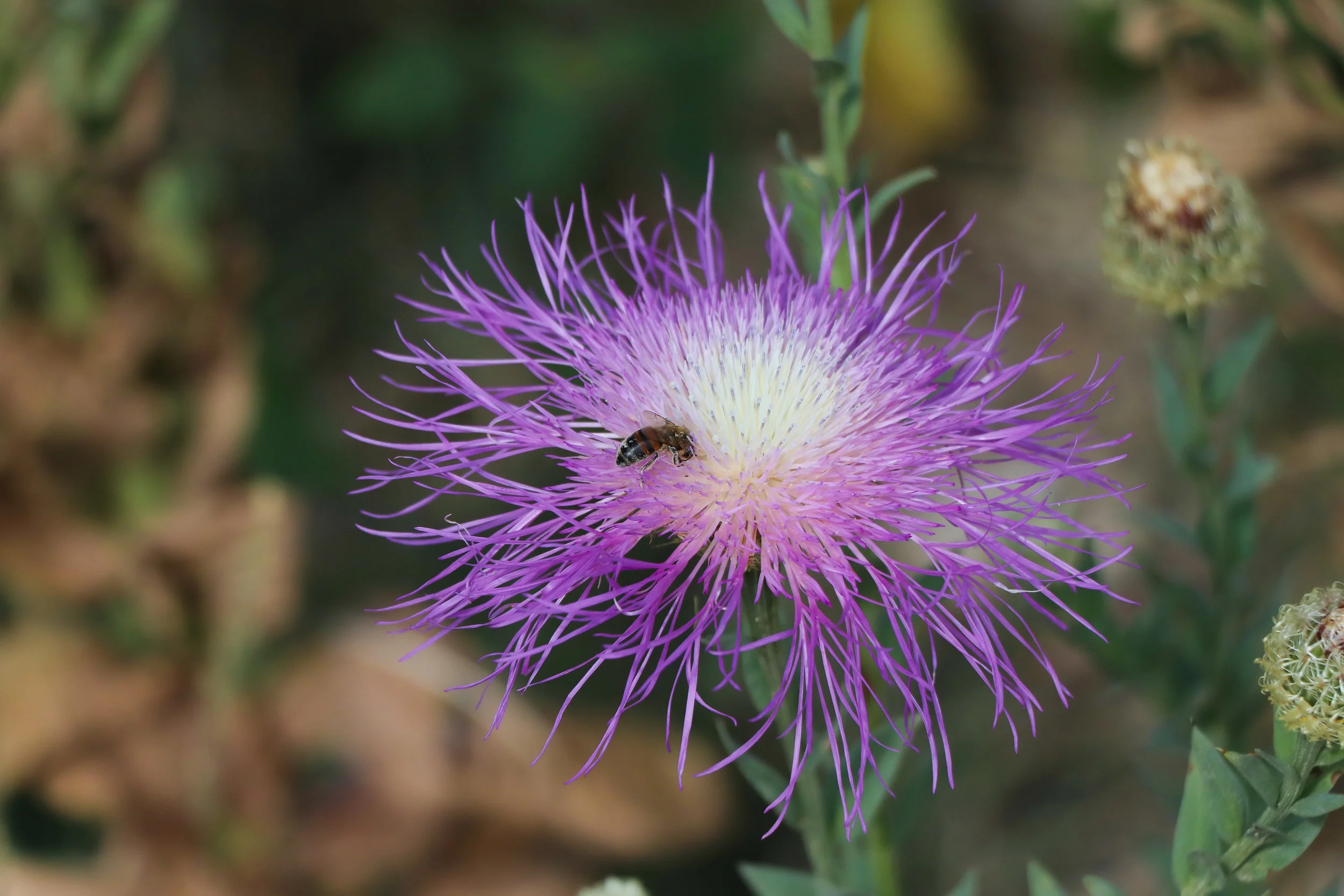 AMERICAN BASKETFLOWER