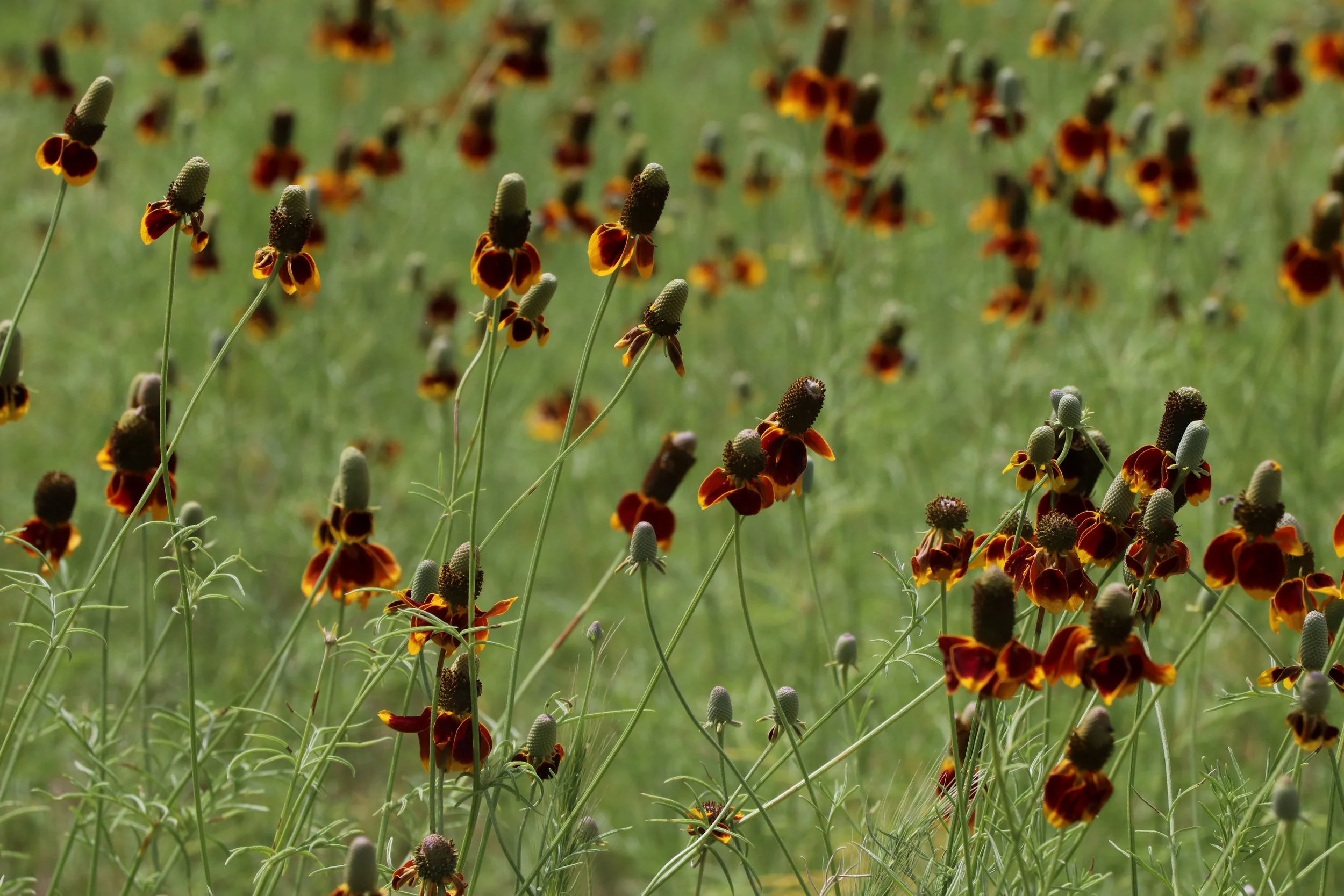 PRAIRIE CONEFLOWER