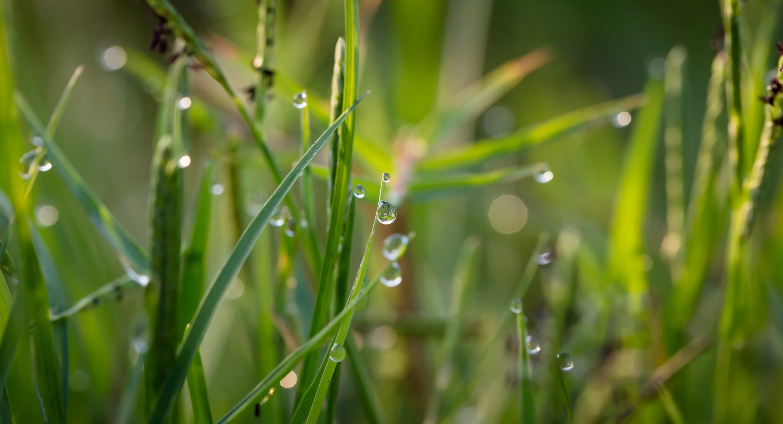 Grass_Wet (3).jpeg