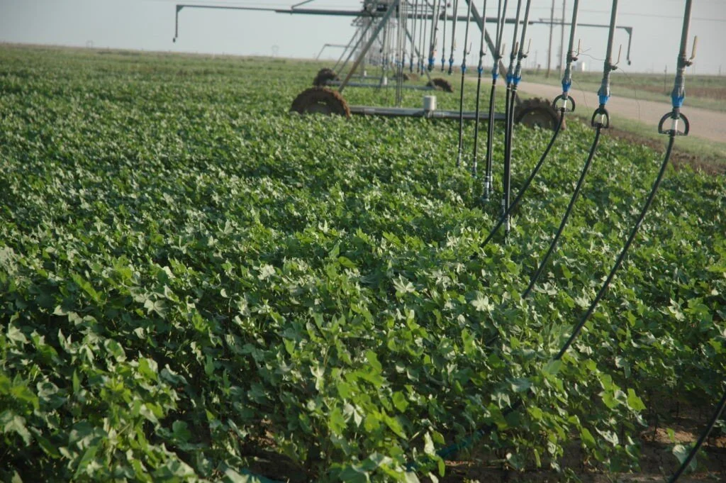 A Texas A&amp;M AgriLife Research study looked at irrigation timing to maximize water-use efficiency and yields. (Texas A&amp;M AgriLife photo by Kay Ledbetter)