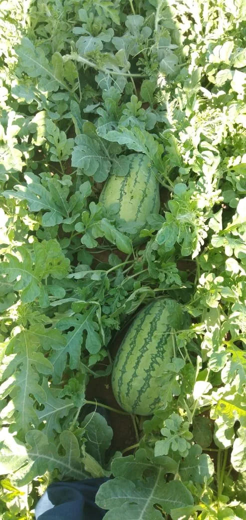 Kakuma watermelon field-2019-10-14(2).jpg