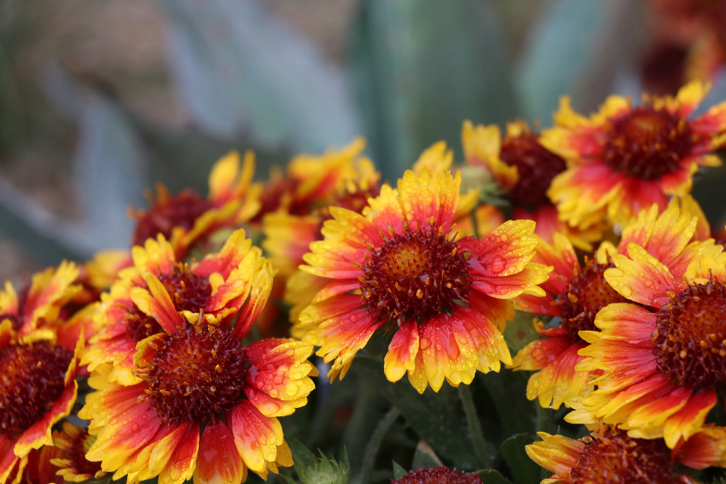 Gaillardia