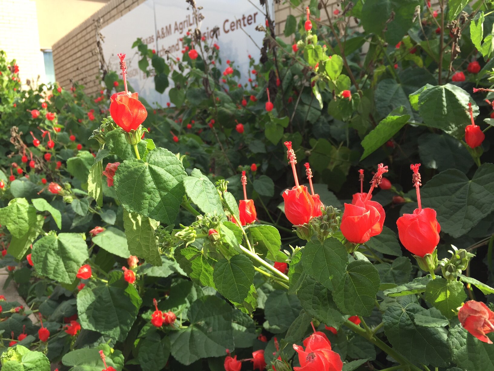 Turks Cap