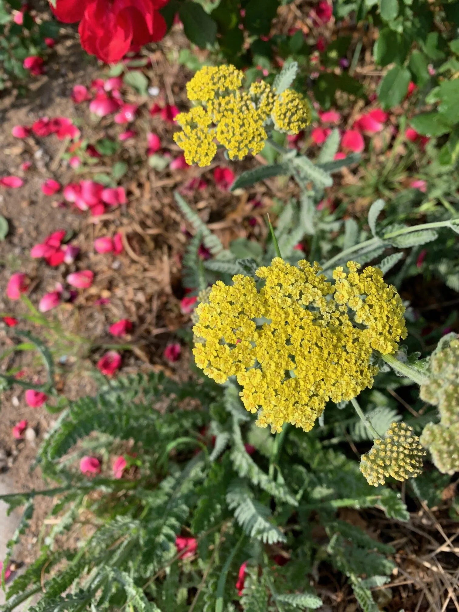 Yarrow