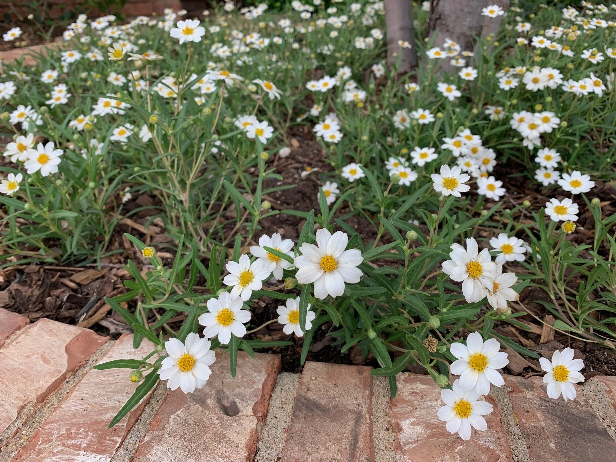 Blackfoot Daisy