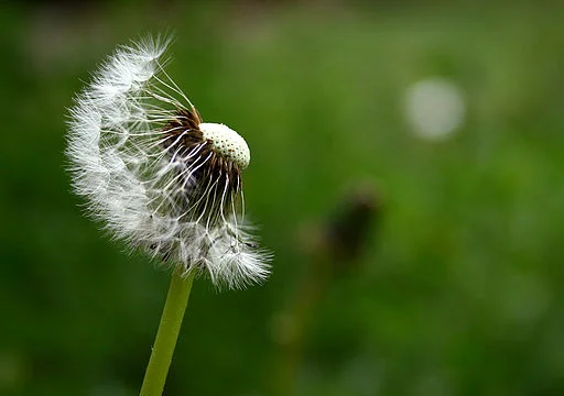 Beware the Dandelions!