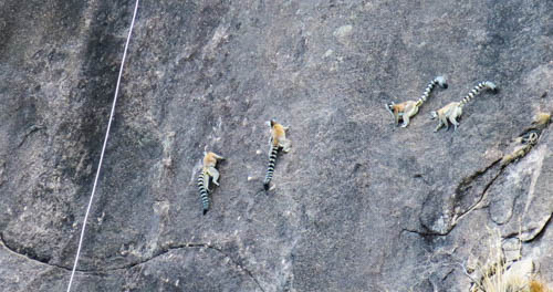 Lemurs... Showing us how to climb