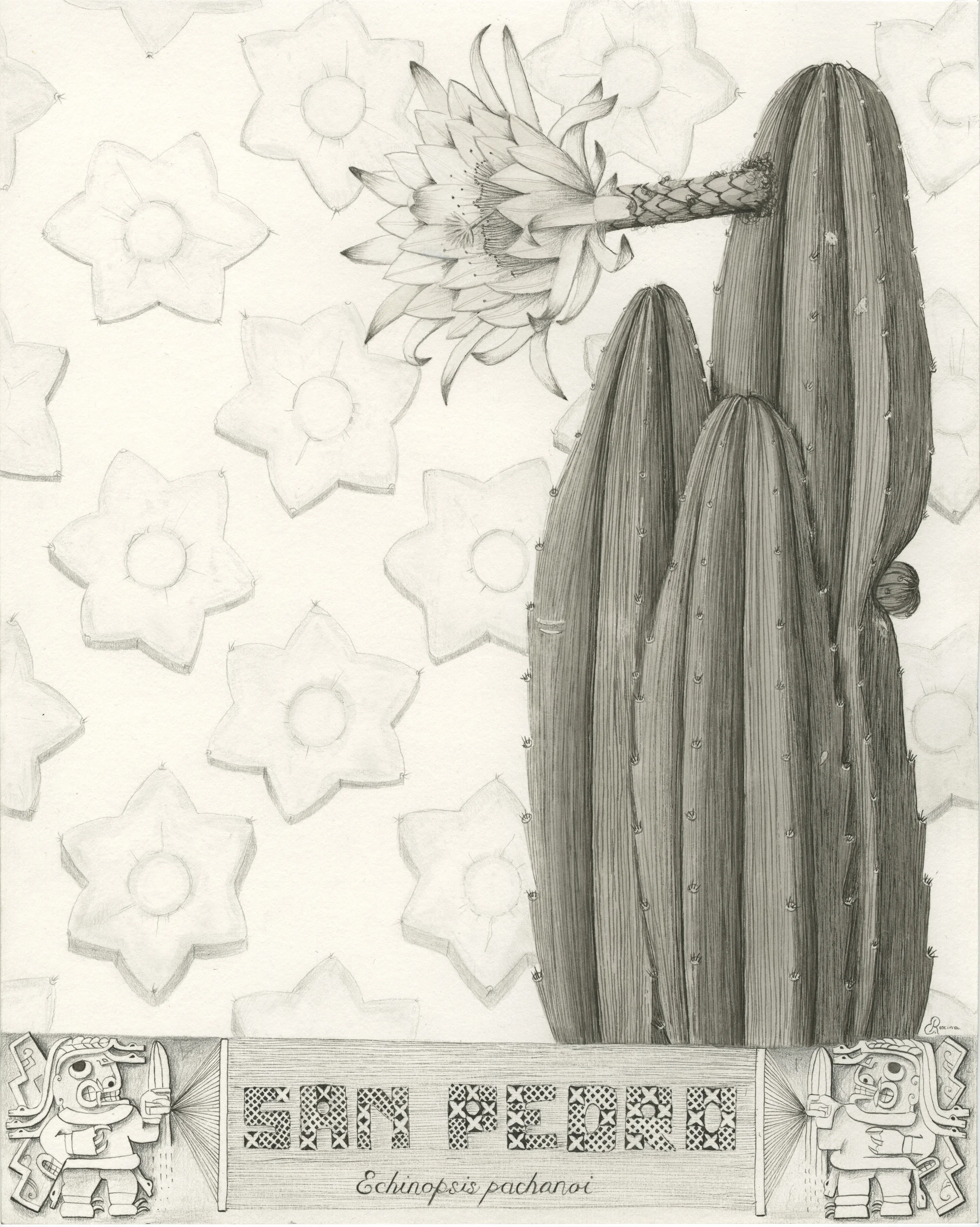 San Pedro Cactus
