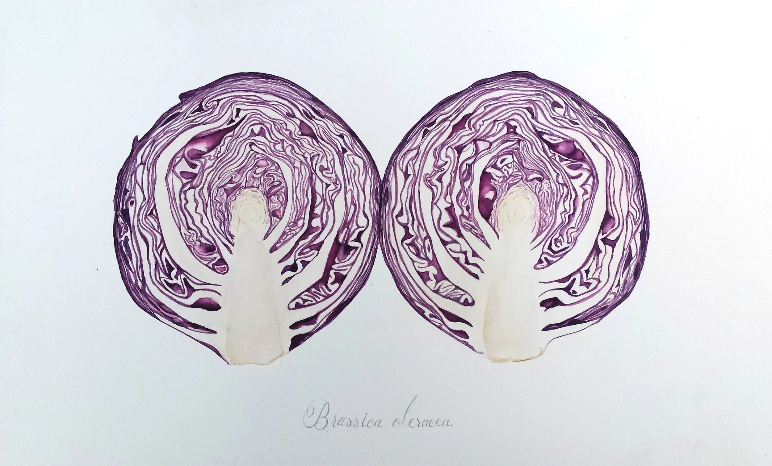 Brassica olerace