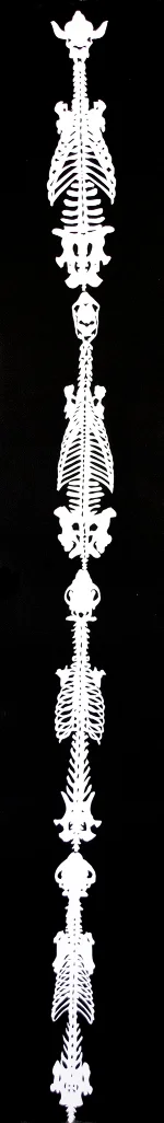 Spine of Spines (2017)