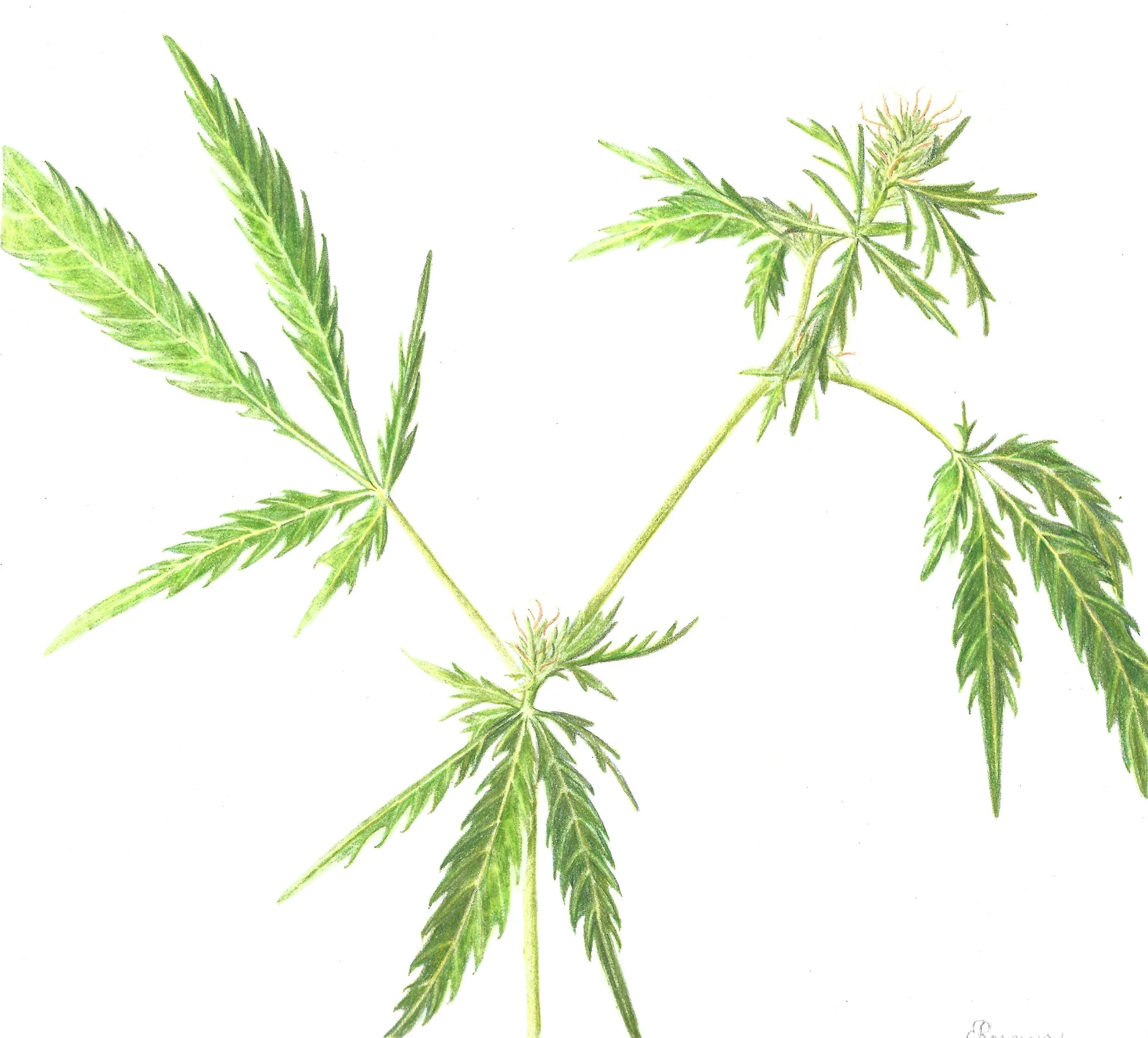 Cannabis Sativa