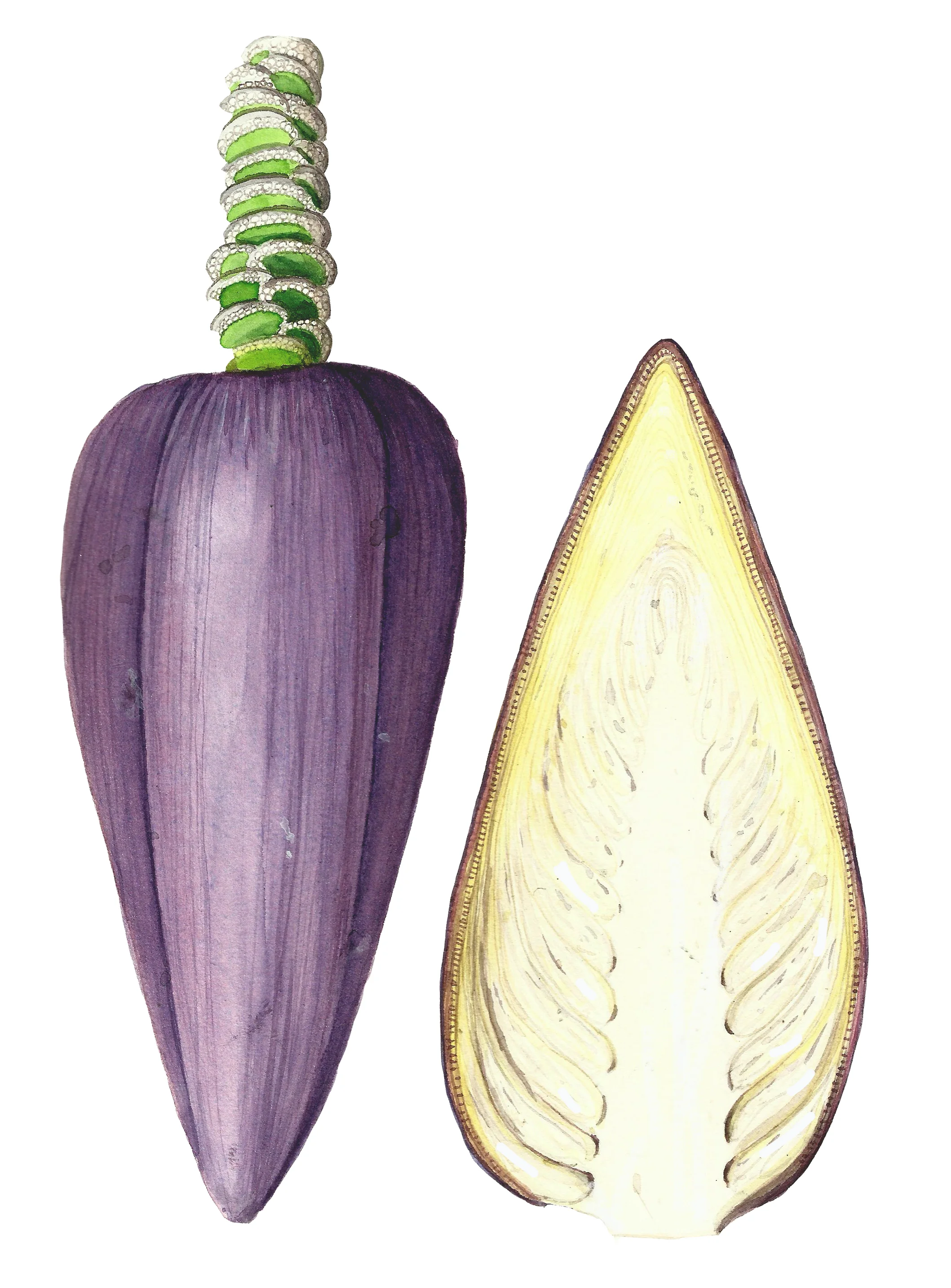 Banana Flower