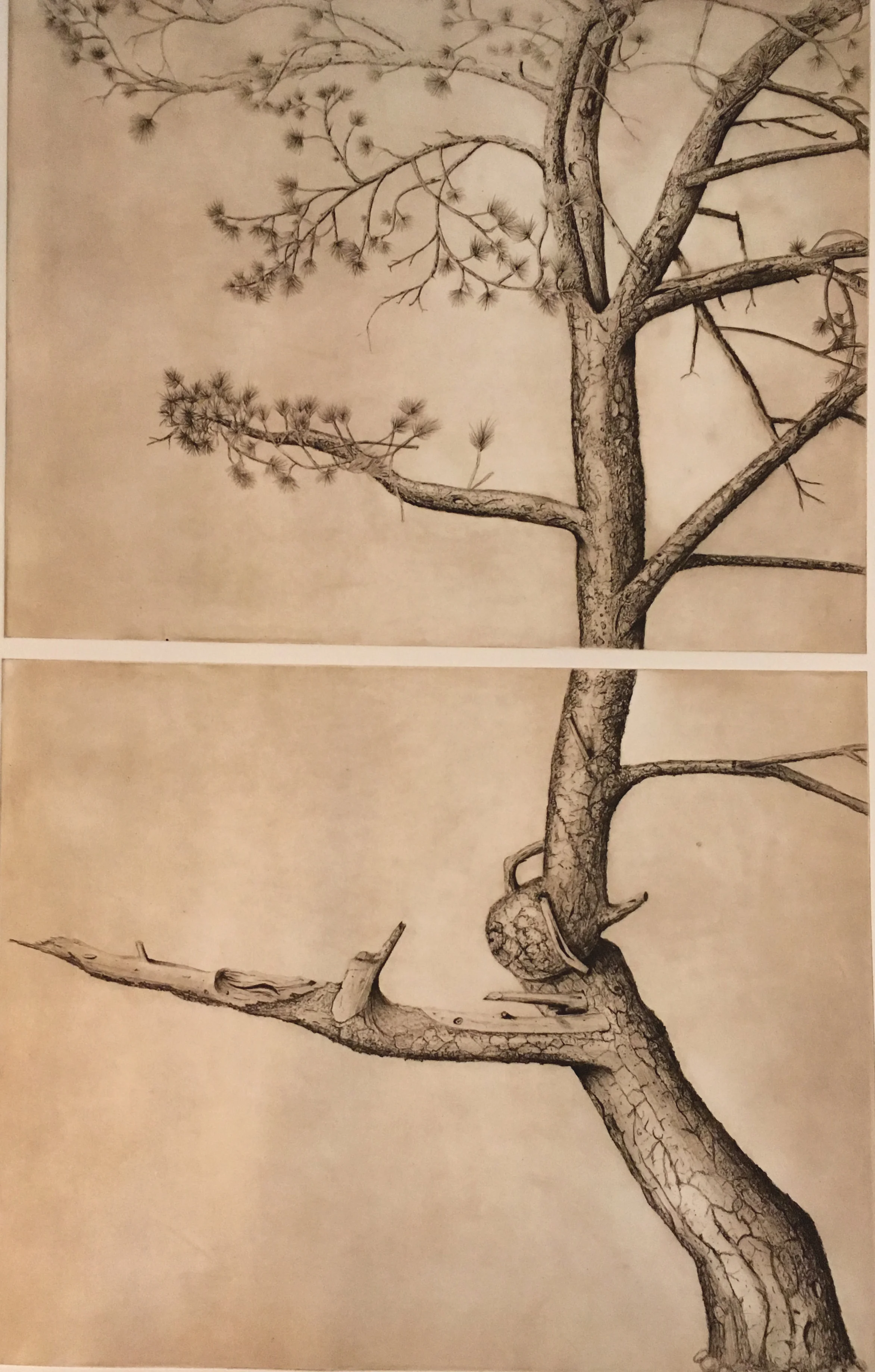 Ute Prayer Tree - Pinus ponderosa
