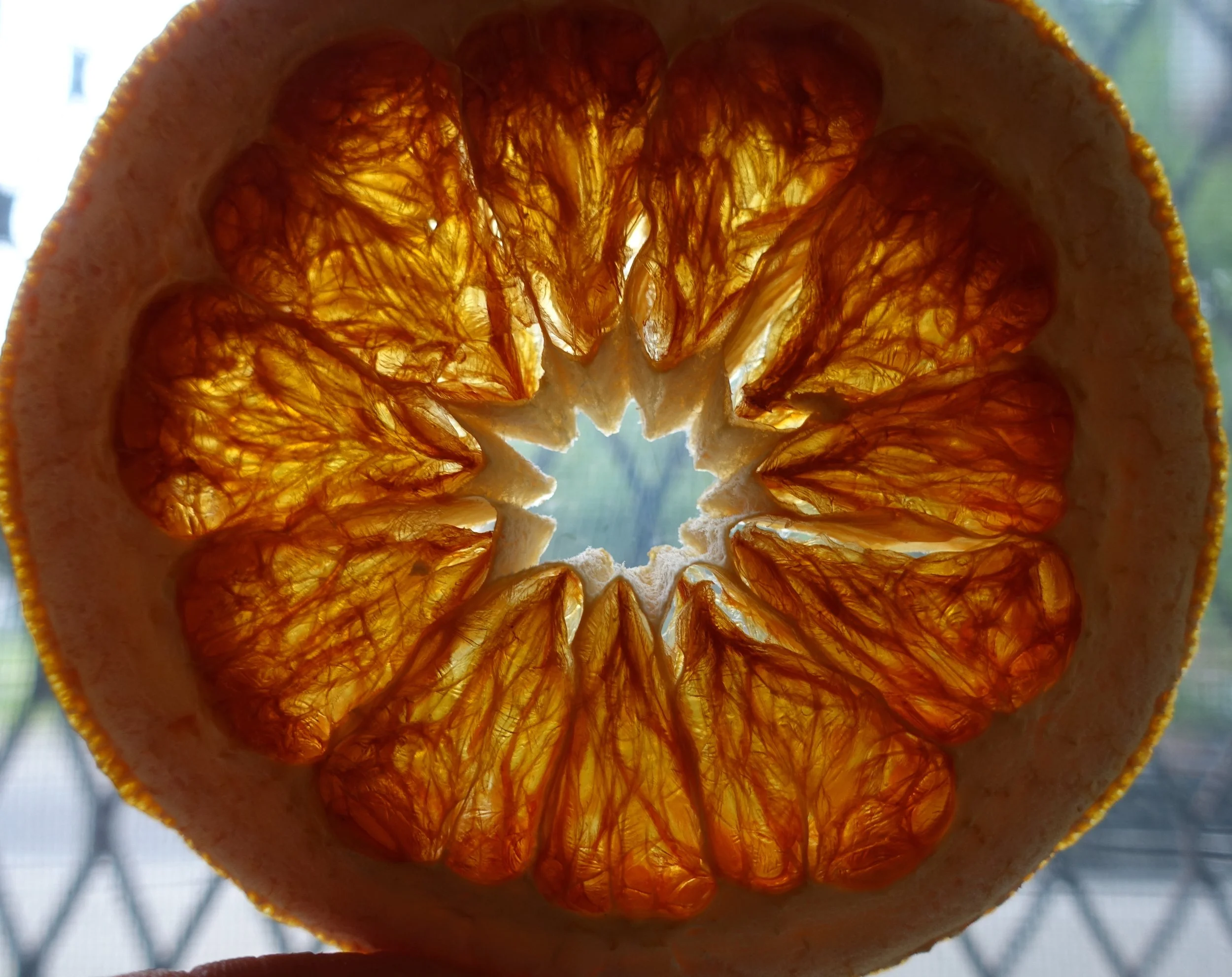 ERoscina Cultivate2.jpeg