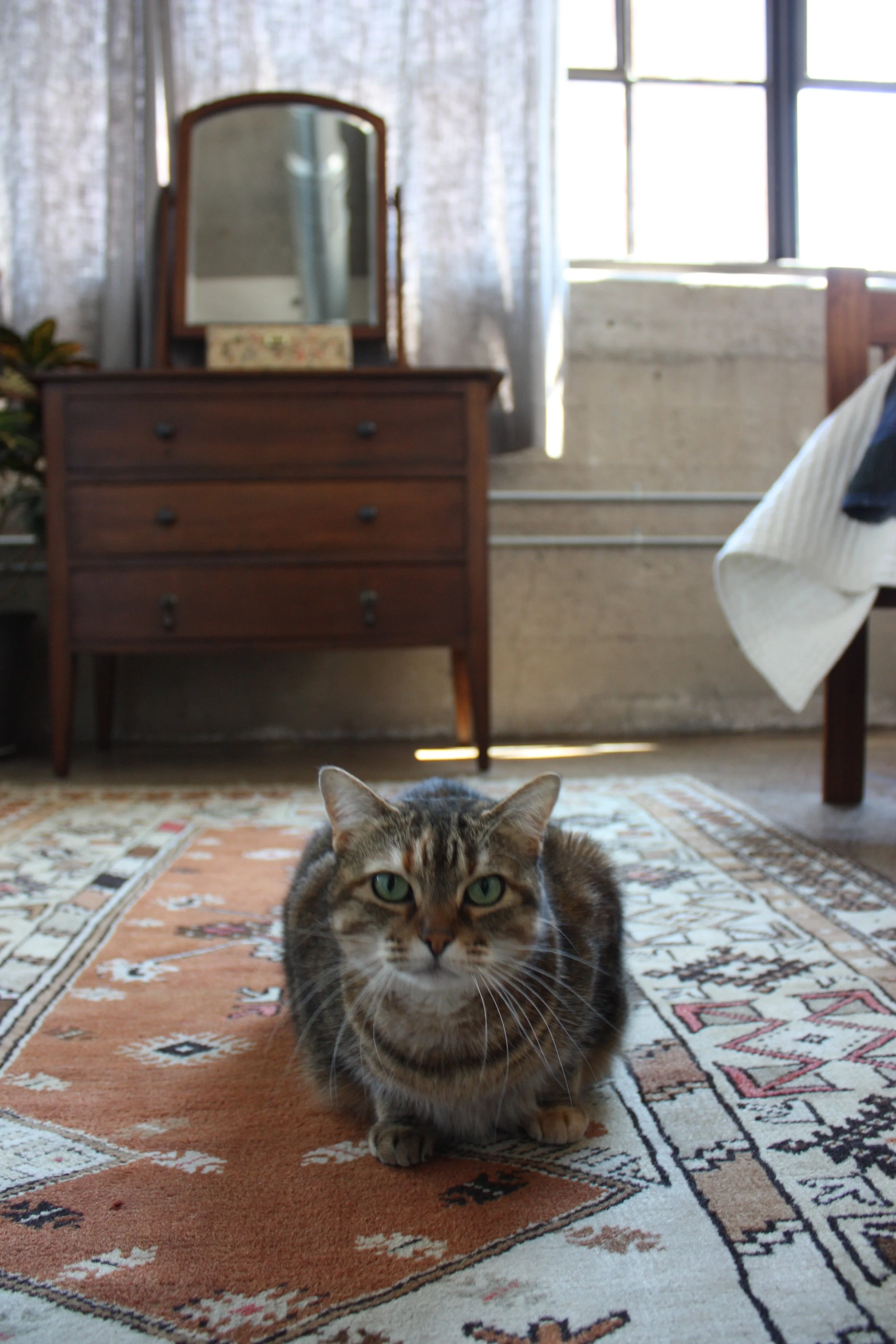 Panda the cat in the master bedroom