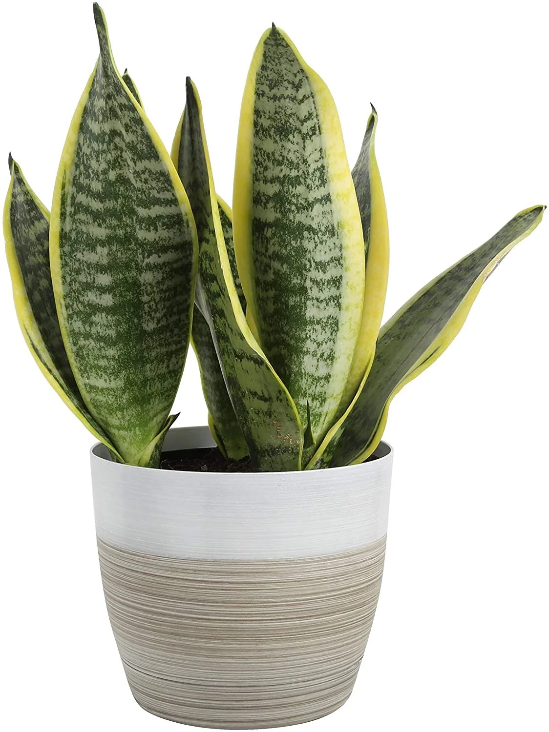 Snake Plant