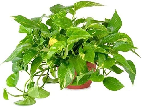 Golden Pothos Plant