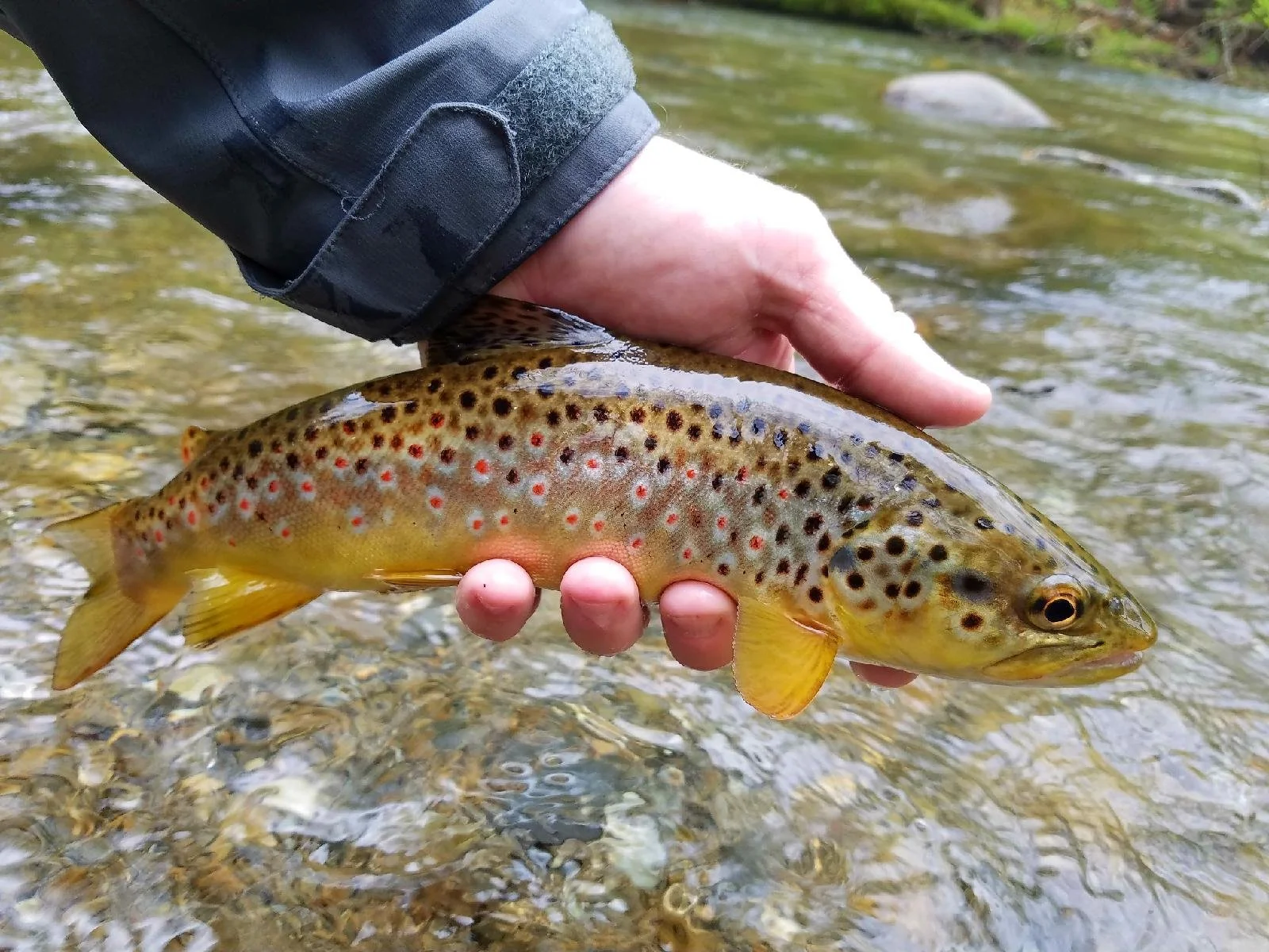 Guided Fly Fishing