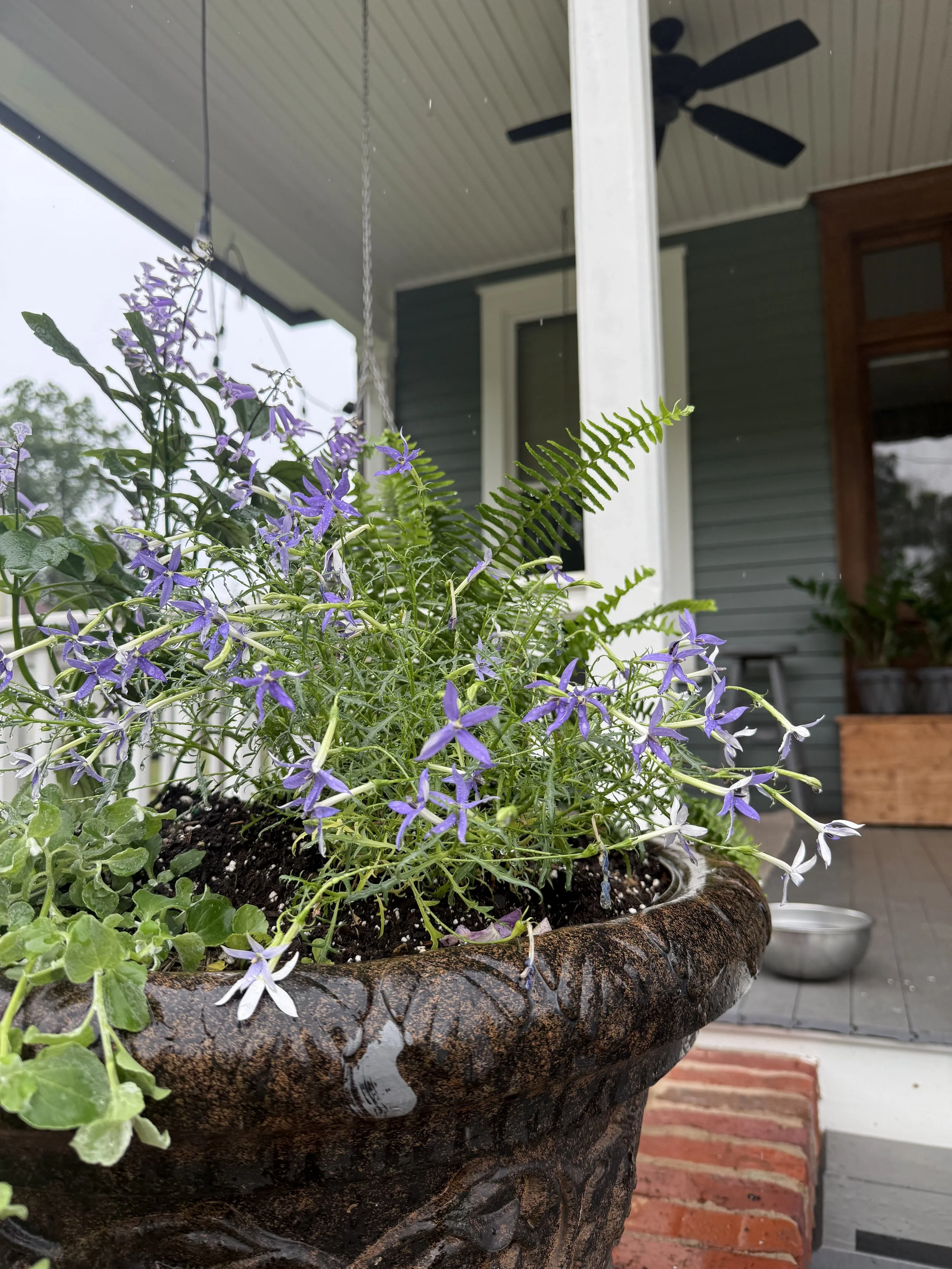 front porch blooms