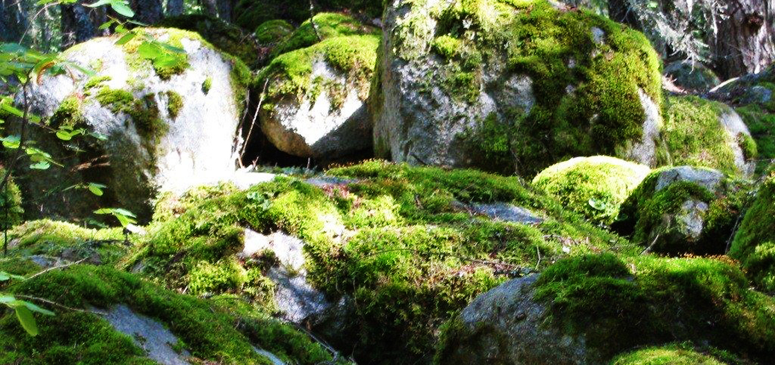 what-is-qigong-nelson-bc-wellness.jpg