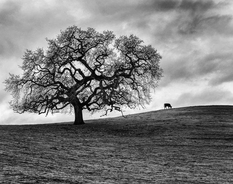 Petul Cows 3-1-2014-33-Edit.jpg