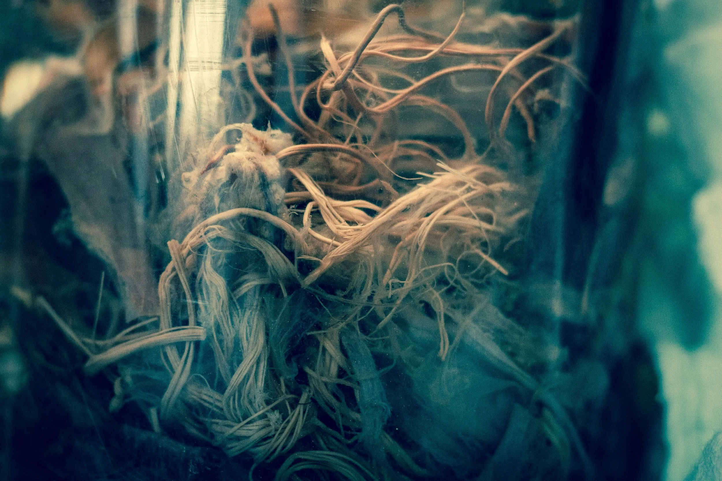 Will cord cutting block reunion?