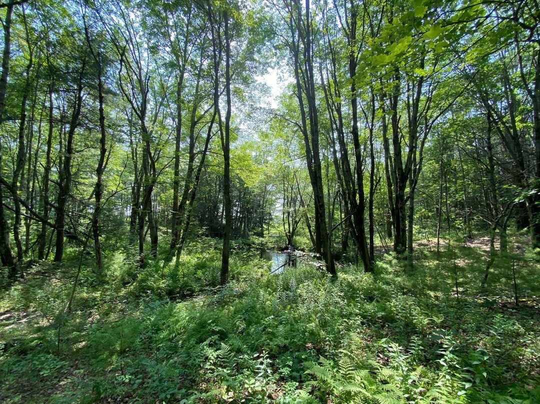 Trail During Summer.jpg