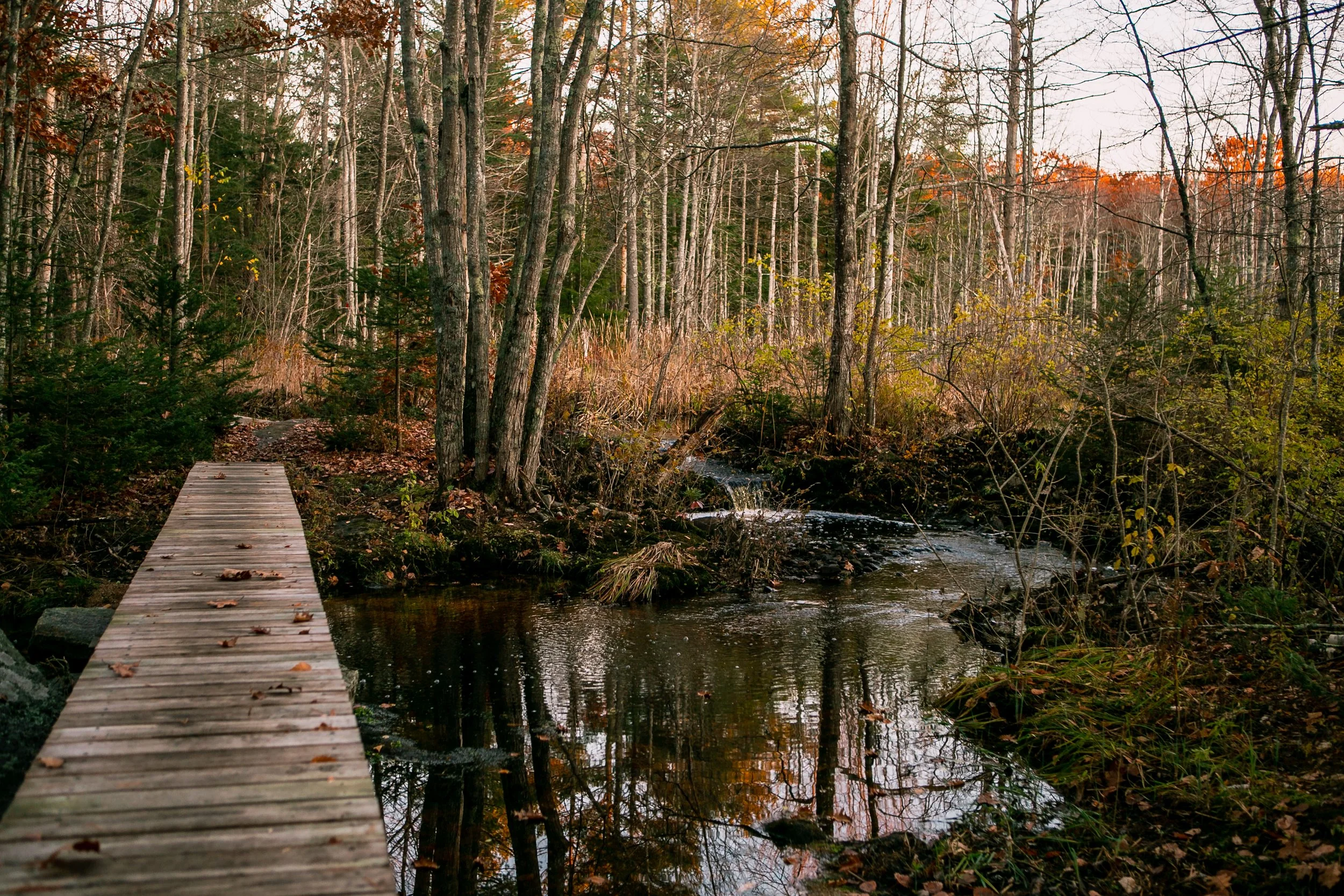 Edwin L. Smith Preserve — Kennebunkport Conservation Trust