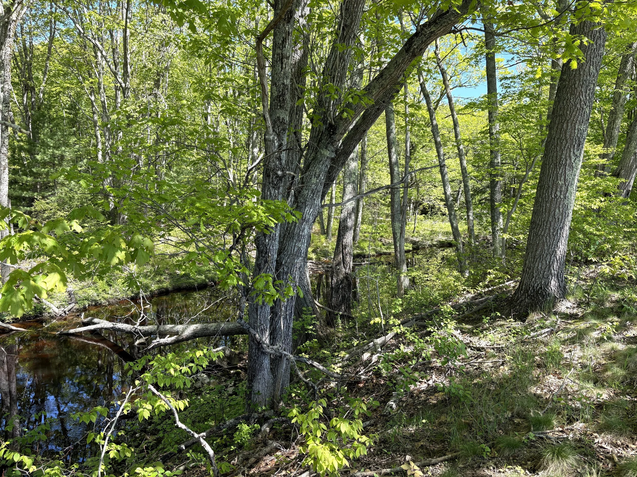  The Batson River 