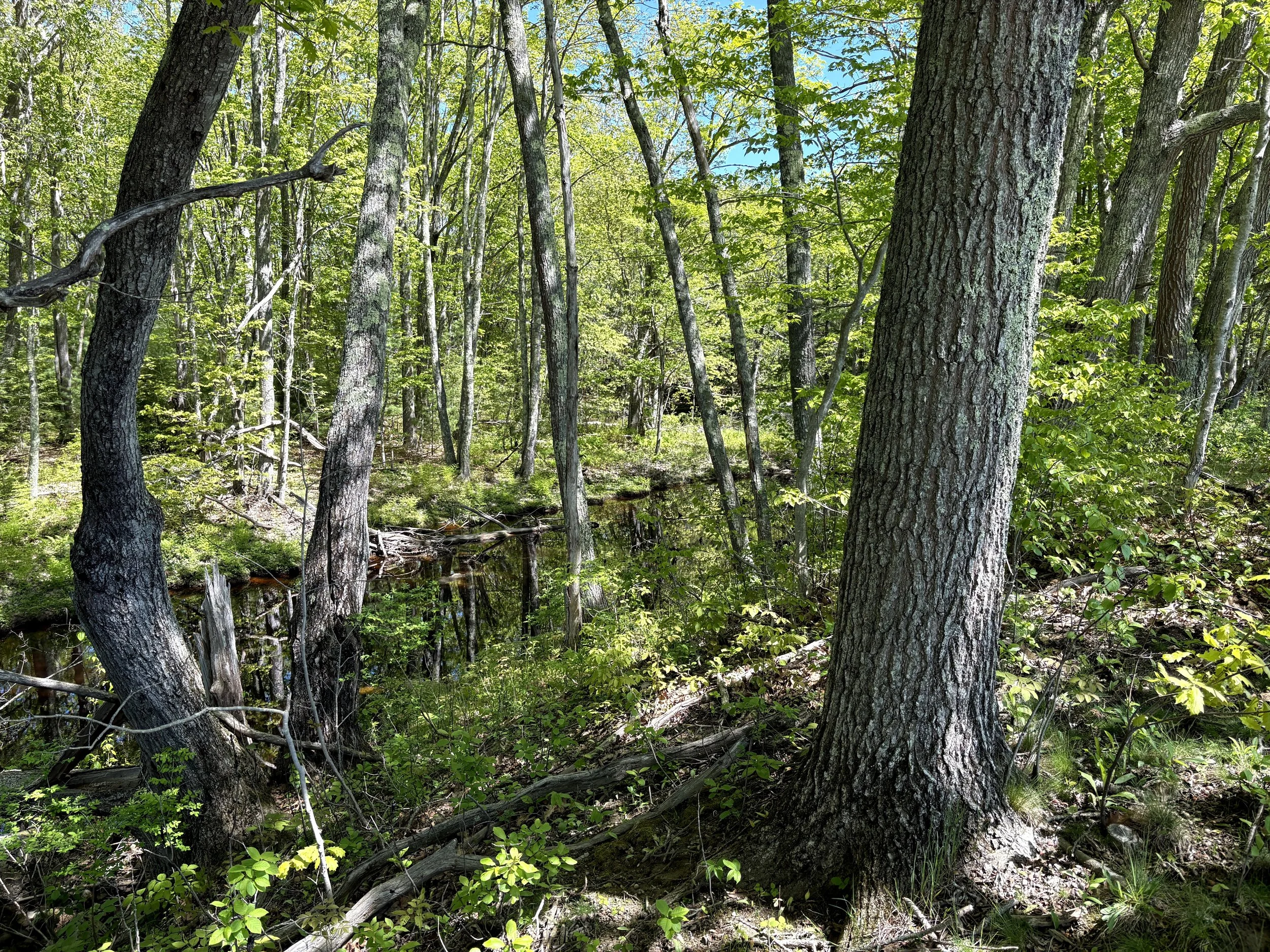  Views of the Batson River 