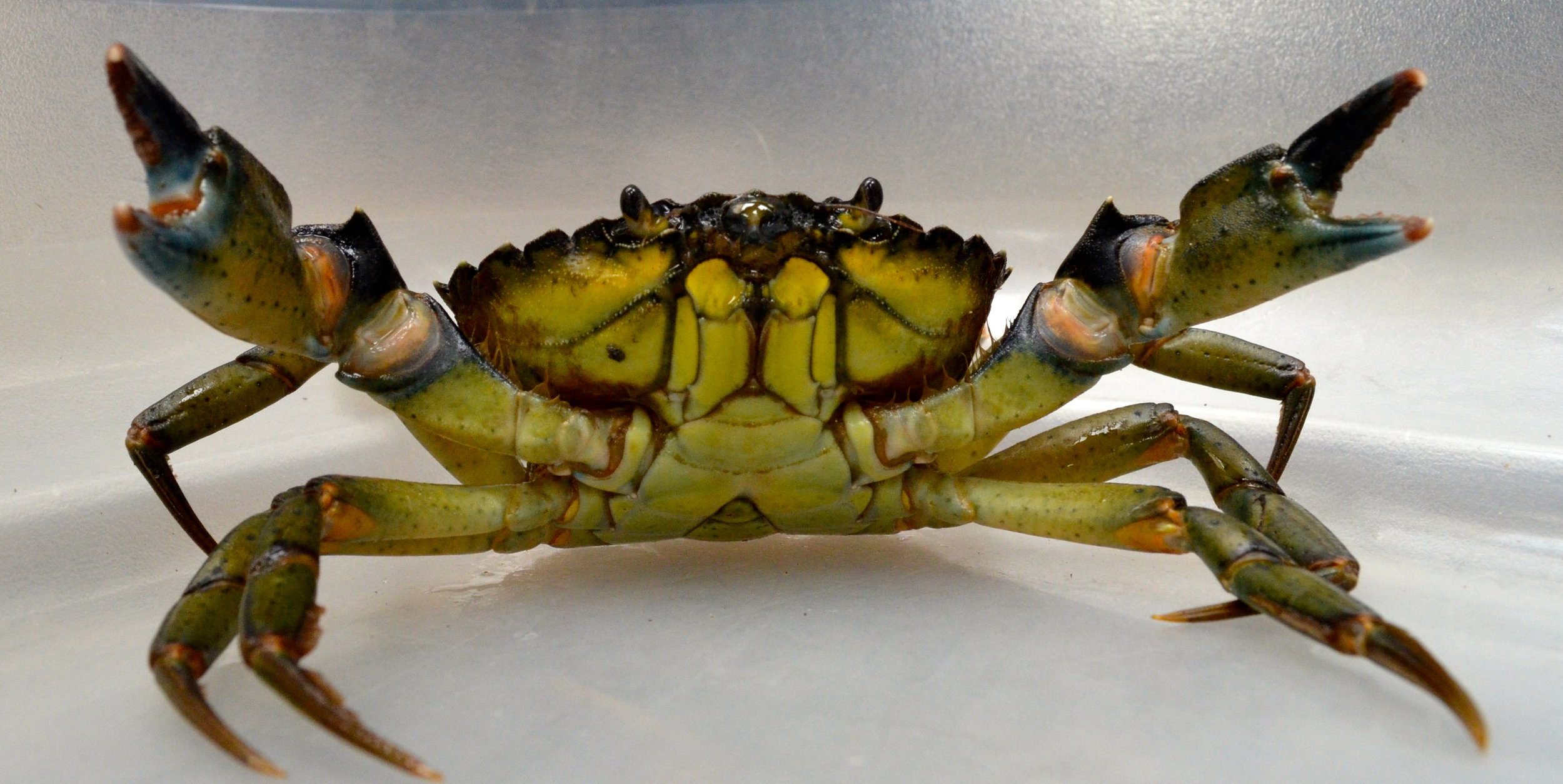 Green Crab — Kennebunkport Conservation Trust