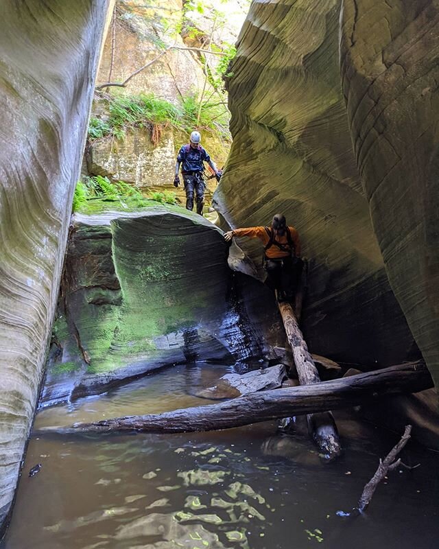 Always love a good log or two along the journey.