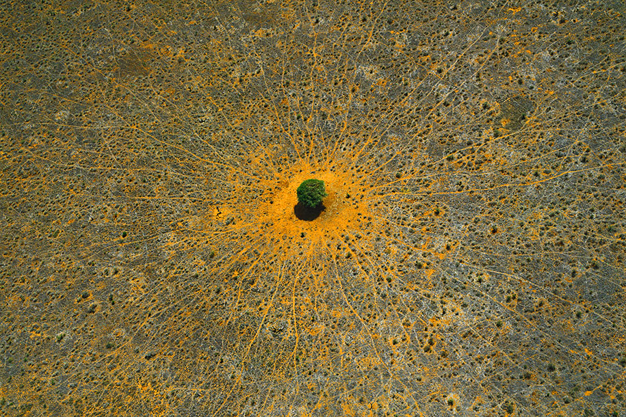 The "Tree of Life," Tsavo National Park, Kenya This acacia tree is situated in Kenya’s Tsavo National Park. The lines leading to and from it are likely paths beaten by animals seeking its shade or food from its leaves. ( via )