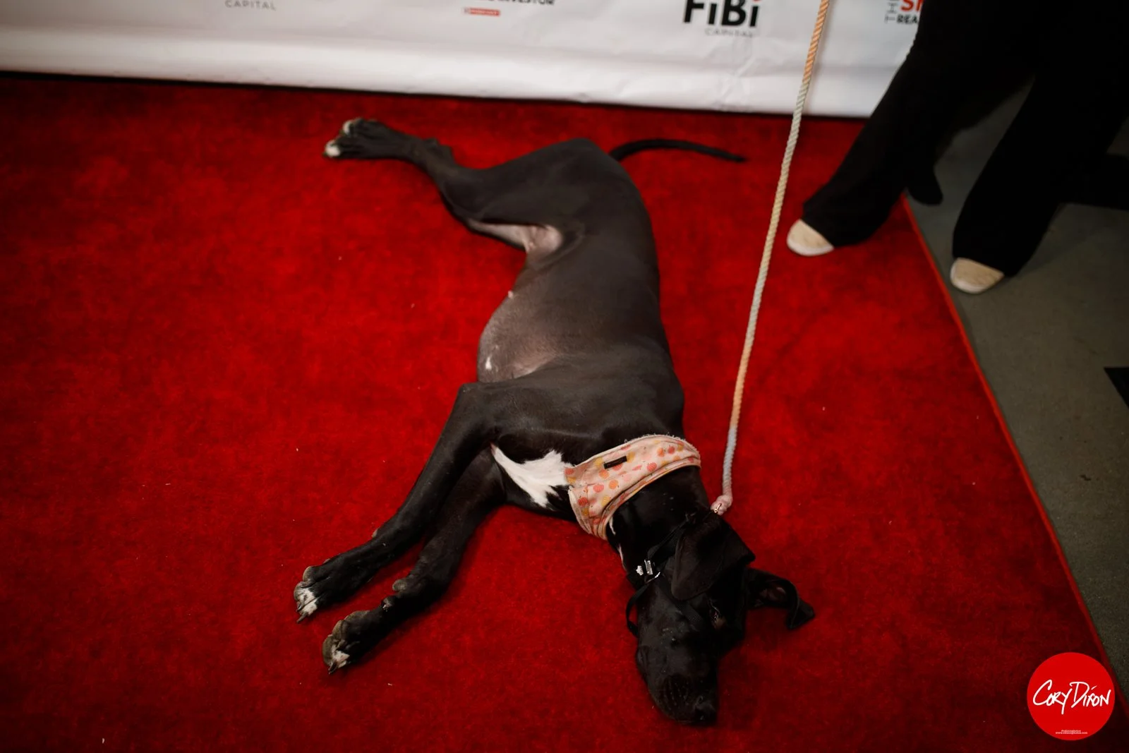 fibiholiday0109.jpg