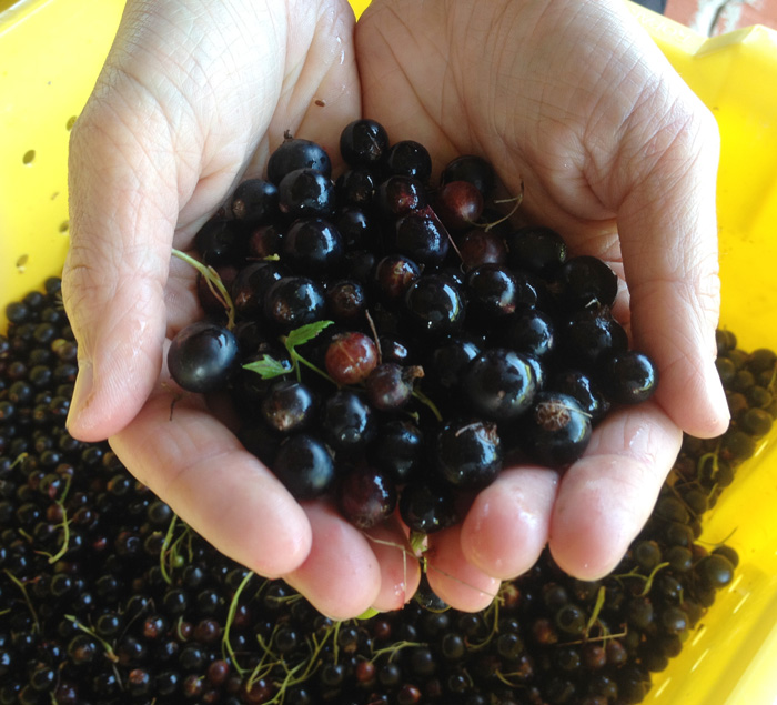 Black Currants for Lincoln Peak's Cassis 