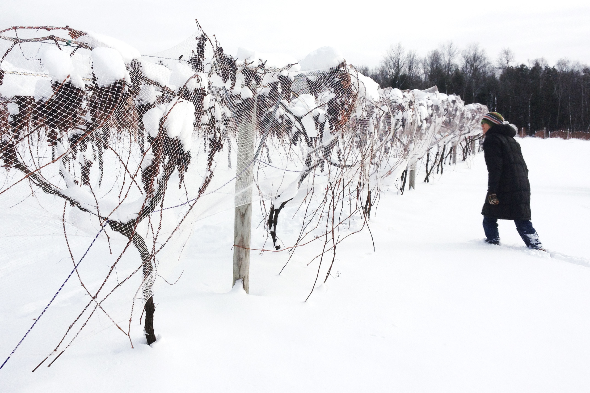 Ice Wine Grapes at Lincoln Peak Vineyard