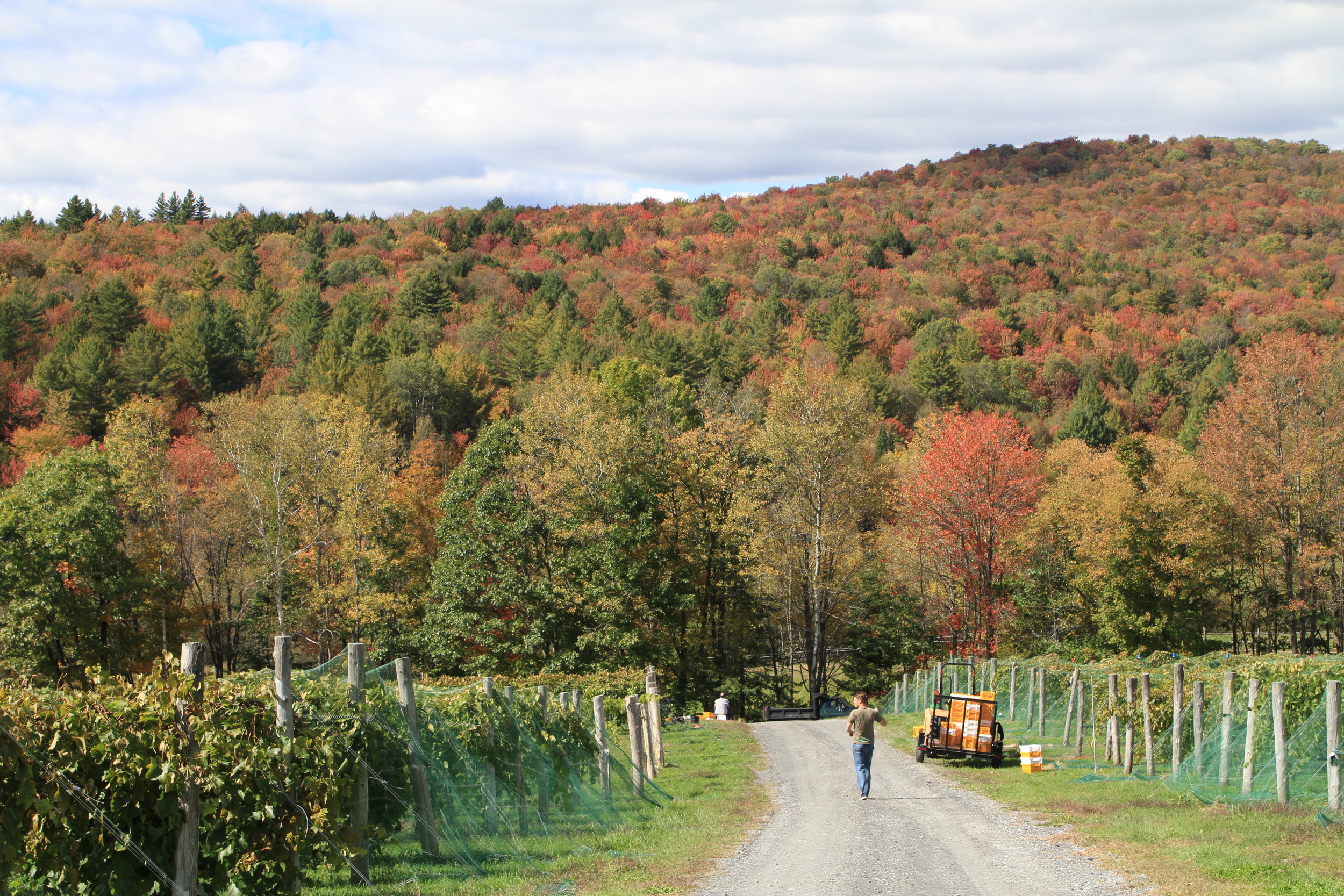 Vermont Vineyards Mean Vermont Foliage