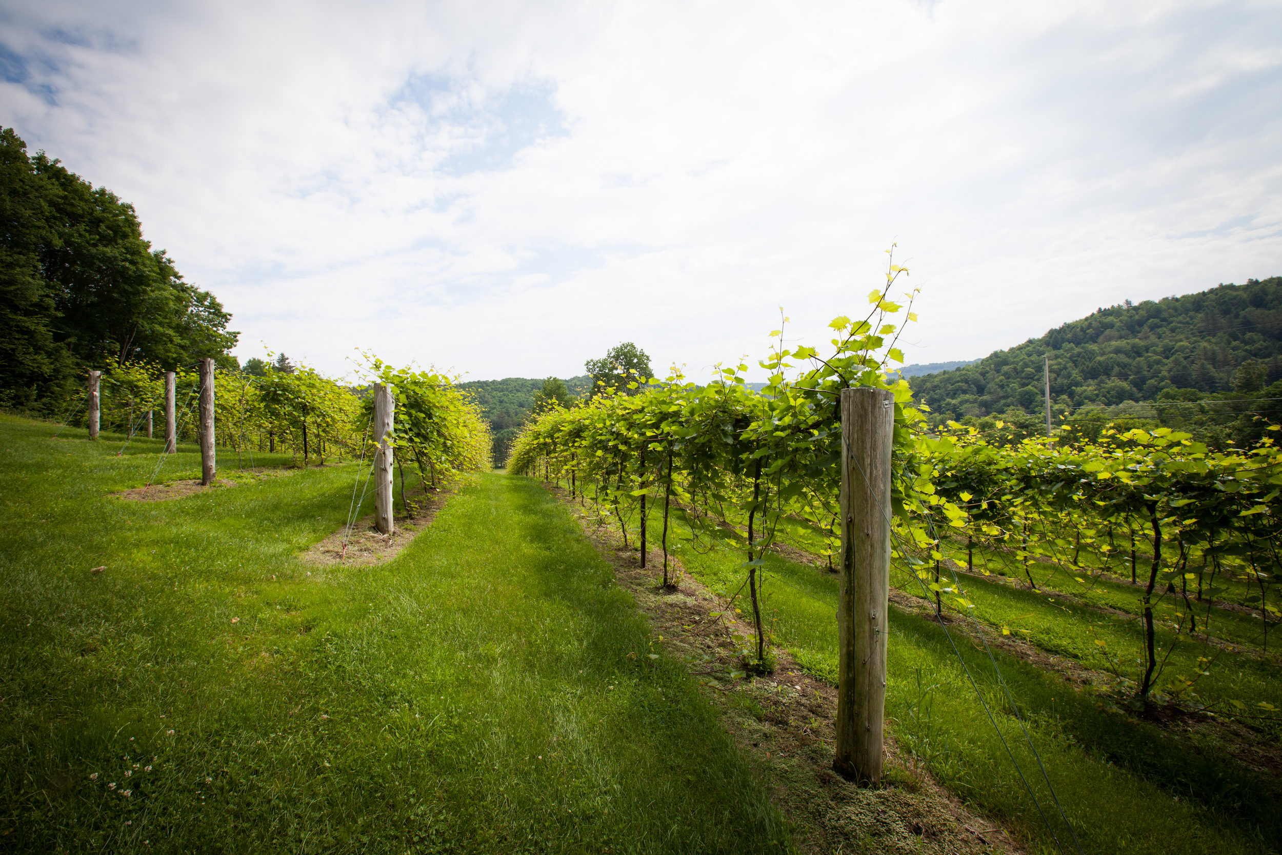 Vermont Vineyards - who knew?