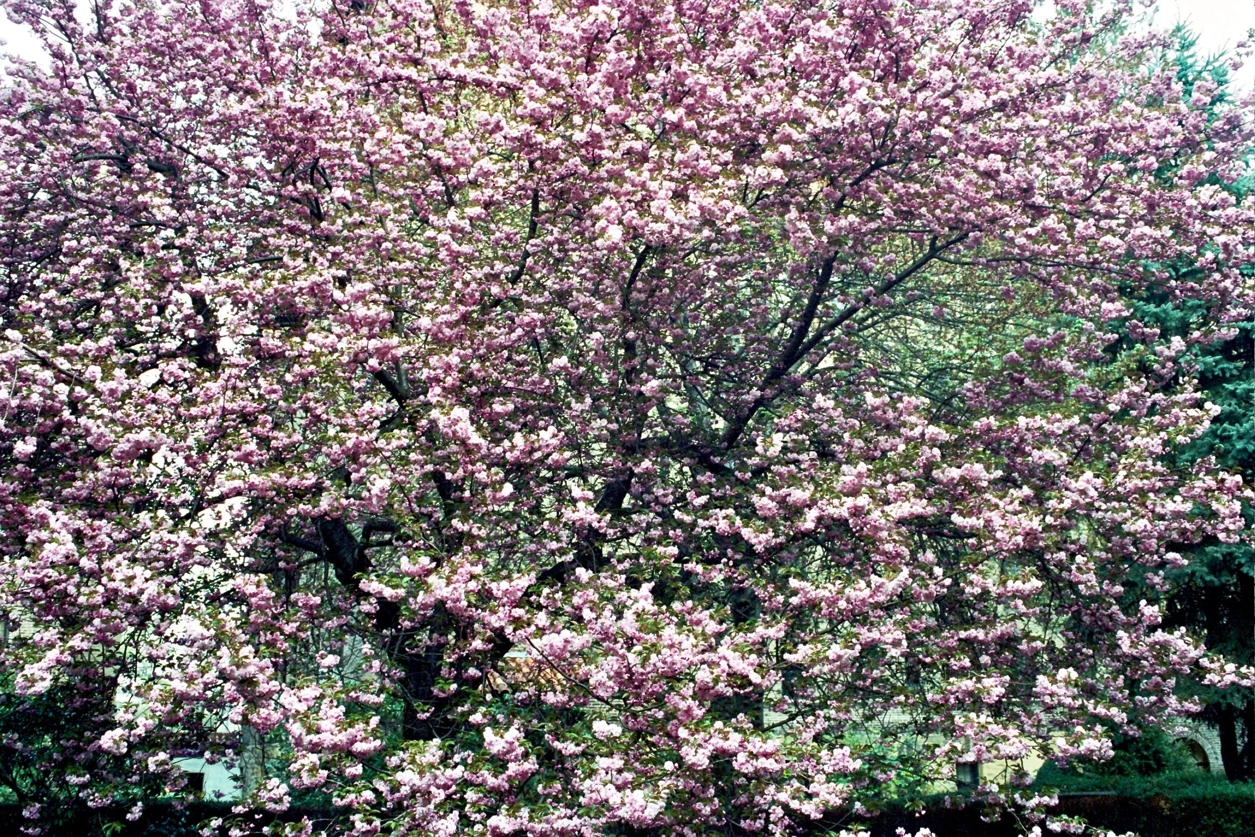 Larchmont, NY 2004