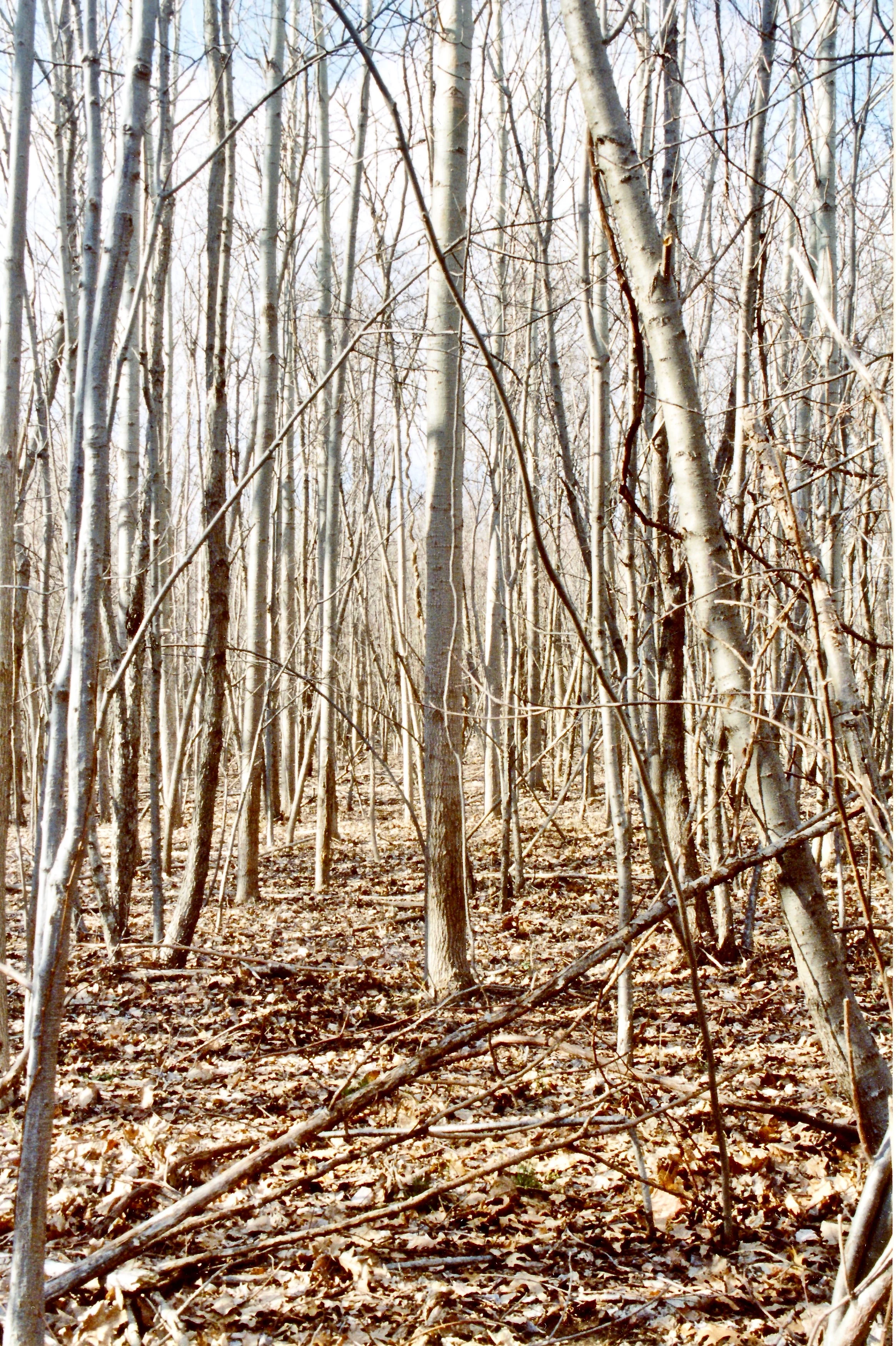Rye, NY 2006