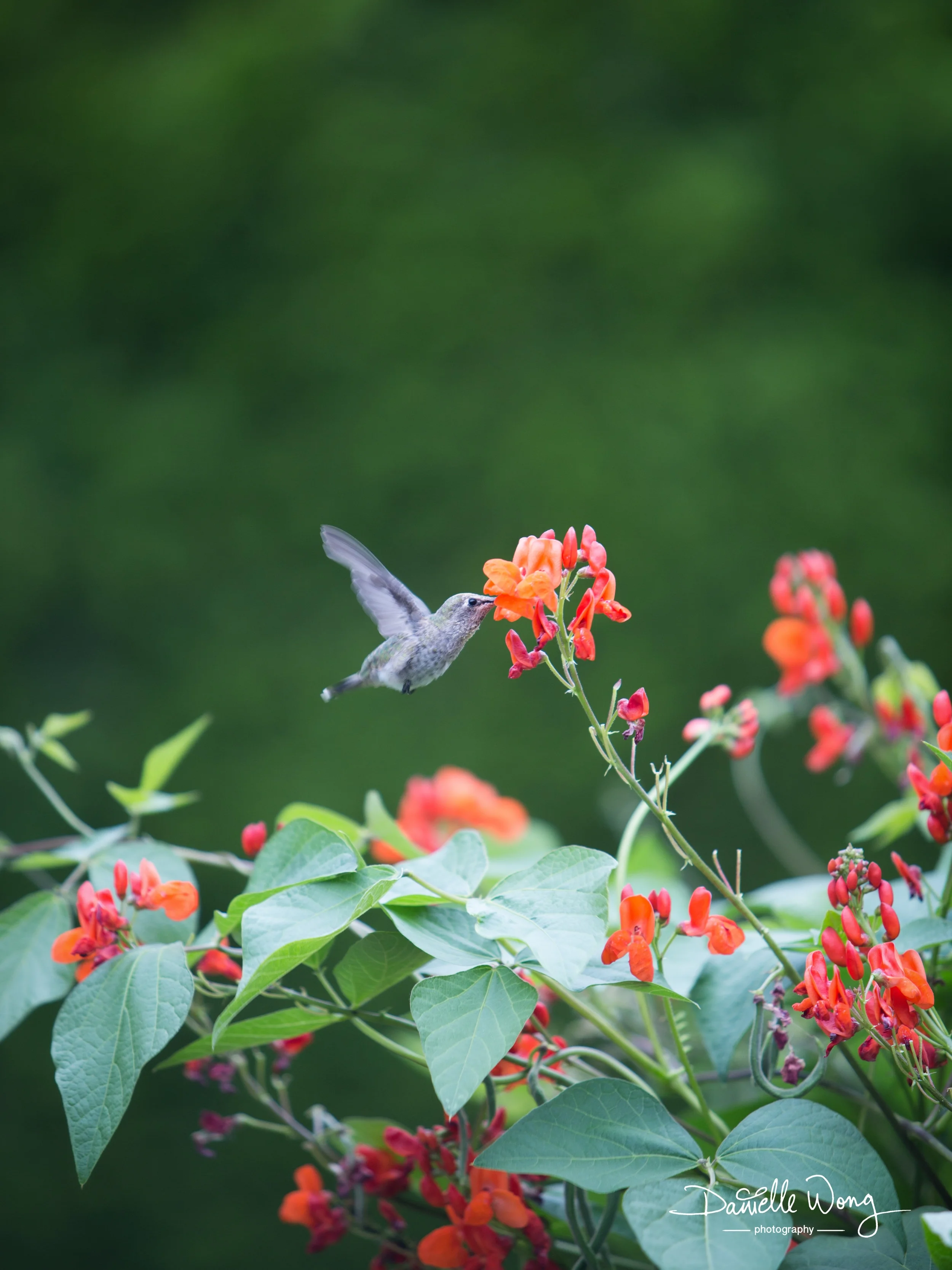Humming Bird Series 3