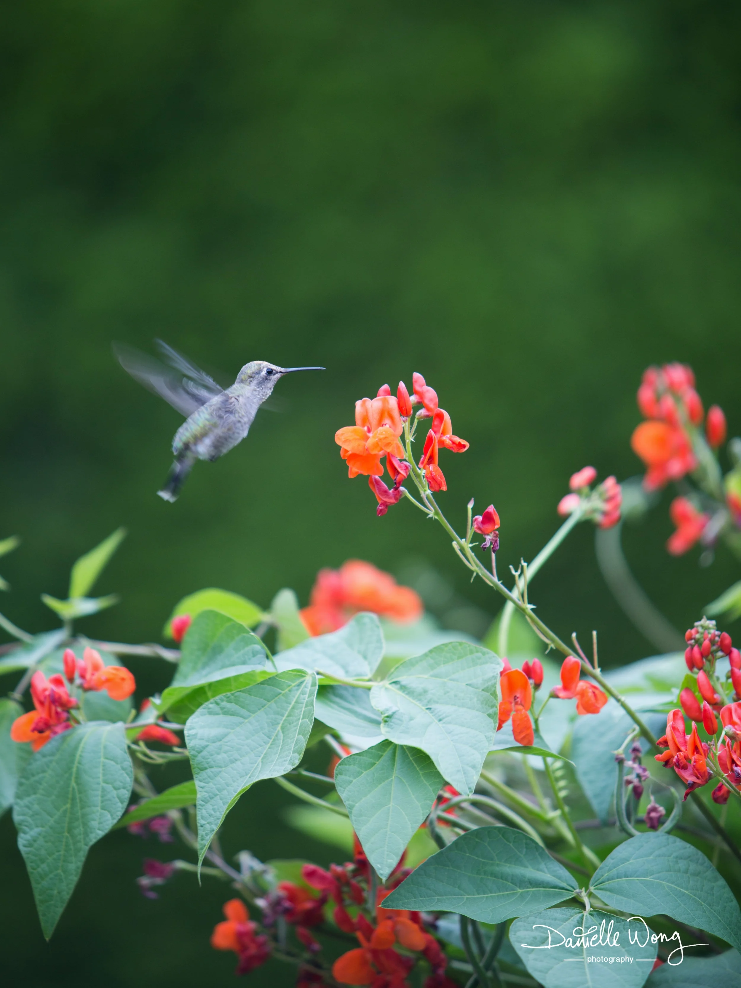 Humming Bird Series 2