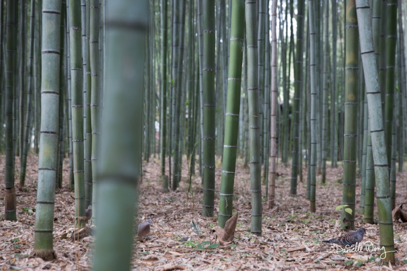 Arashiyama Bamboo Grove